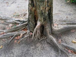 tree roots