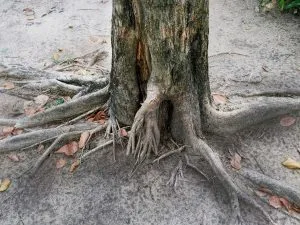 tree roots