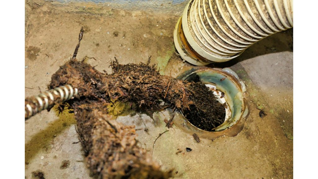 Sewer Drain Cleaning cause bu tree roots
